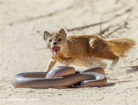 Kgalagadi Transfrontier Park: Mongoose vs mole snake