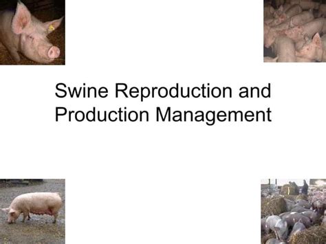 Swine-Reproduction-and-Production-Management.ppt