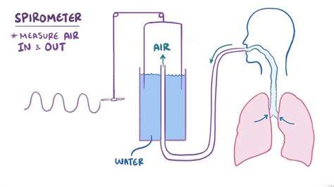 Lung volumes and capacities: Video & Anatomy | Osmosis