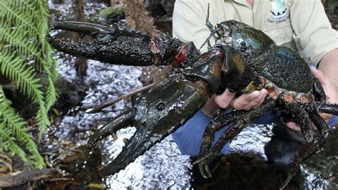 The Tasmanian Giant Freshwater Crayfish, which can grow to the size of ...