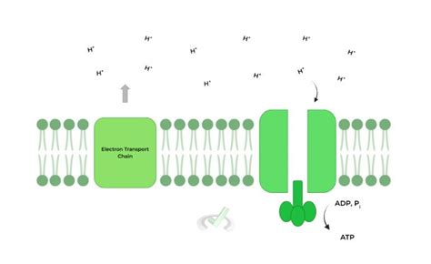 Oxidative Phosphorylation: ATP Synthase on the MCAT – MCAT Mastery