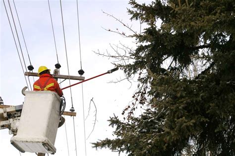 Tree Maintenance 101: A Guide to Powerline Tree Clearing – Lifestyle Trends Australia