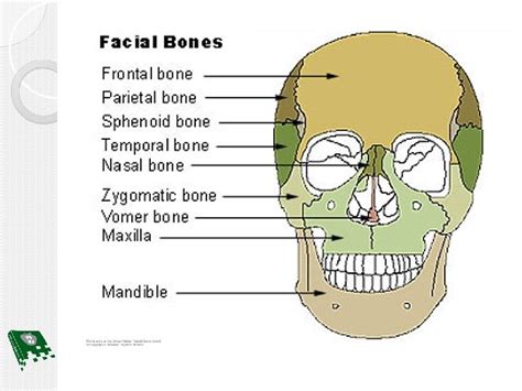 Superficial Anatomy Head and Face WritePairShare Write a