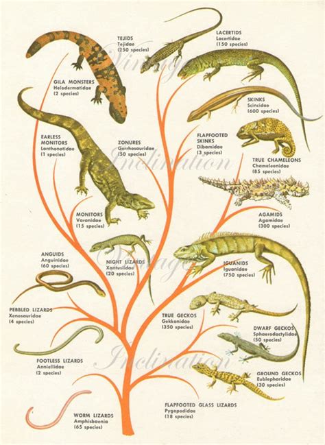 LIZARDS FAMILY TREE reptile species 1950s original vintage