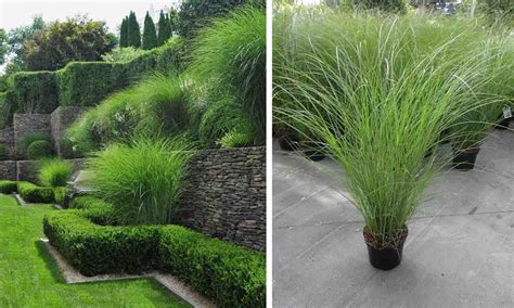 Miscanthus Sinensis ‘Morning Light’ (Eulalia ‘Morning Light’) – Garden ...