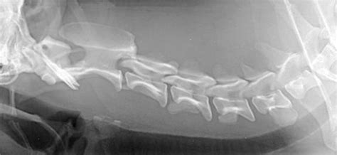 Vertebrae, Ribs and Plain radiography Sternum | Veterian Key