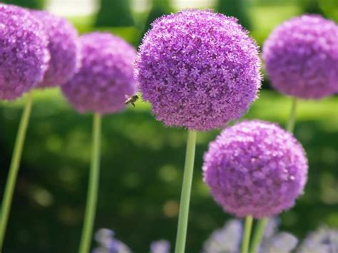 The Best Purple Perennials Plants and Flowers | HGTV