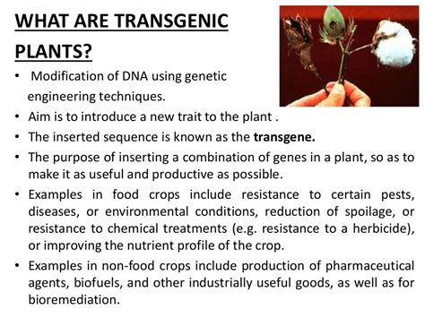 Transgenic plants