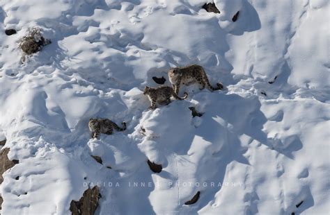 Snow leopard, mother and three cubs, February 2020 on Behance