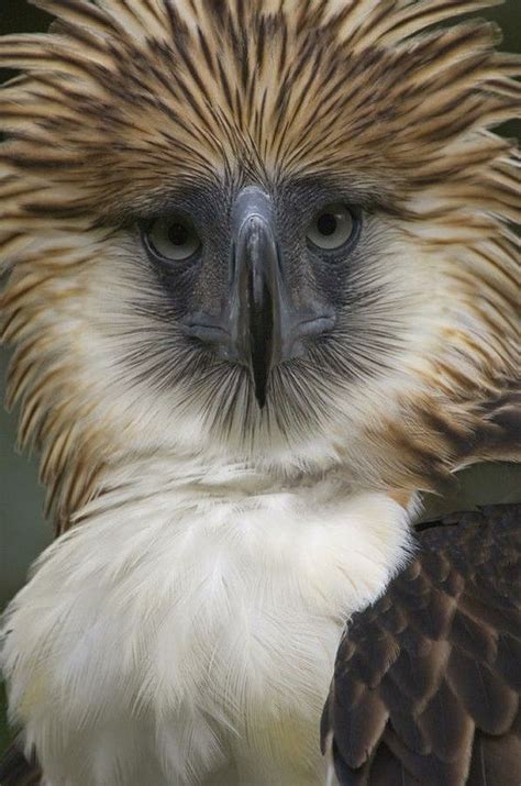 12 best Harpy Eagle images on Pinterest | Harpy eagle, Beautiful birds ...