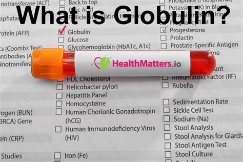 What is Globulin? Definition, Function and optimal Ranges