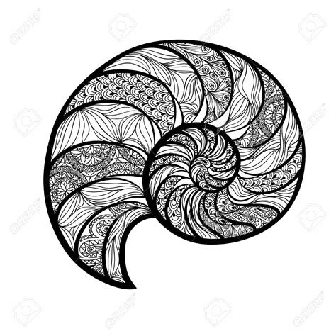 Chambered Nautilus Drawing at GetDrawings | Free download