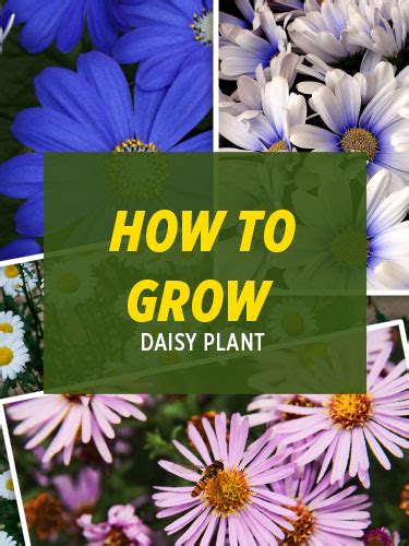 How to Grow Beautiful Daisy Plant - Plants Porium