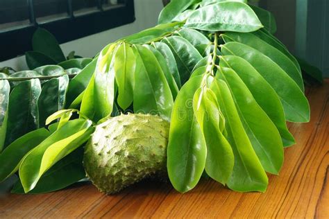 Soursop Fresh Raw Green Isolated Fruit Stock Photo - Image of juicy, healthy: 227054414