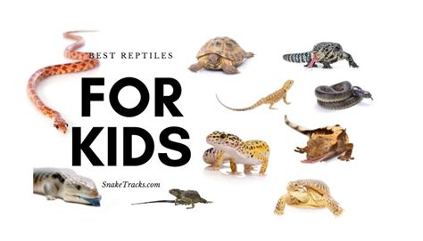 Best Reptiles For Kids (Top 10) - SnakeTracks.com