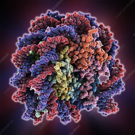 Nucleosome core particle bound to DNA - Stock Image - C014/2816 - Science Photo Library