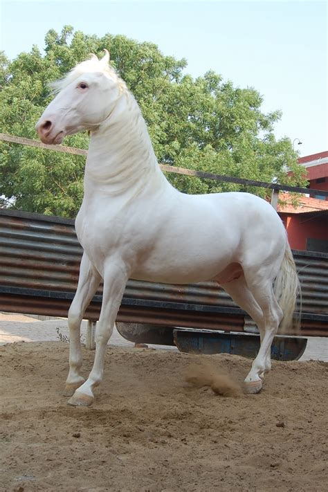 Marwari horse (indigenous horses of india)