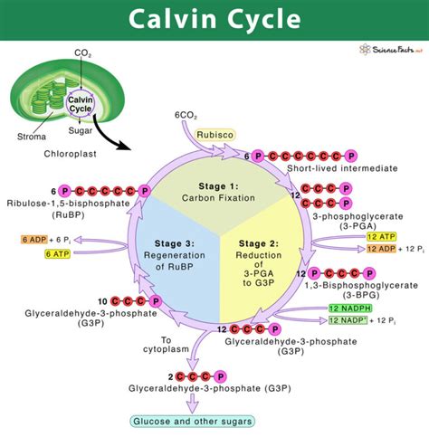 Calvin Cycle: Definition, Steps, & Purpose with Diagram