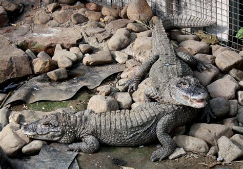 File:2011 China-Alligator 0491.JPG - Wikipedia