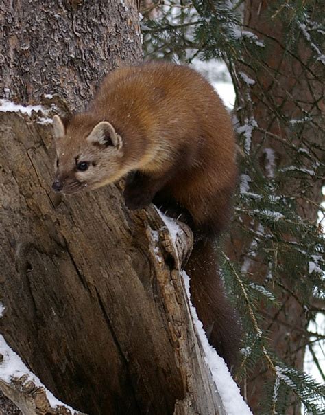 NECEC and Forest Fragmentation Part 3: The American Marten - Maine Audubon