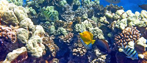 Coral Gardens - Maui Magic Snorkel