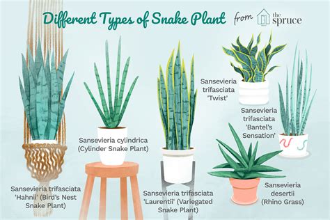 Snake Plant: Benefits, Types, Cautions, And How To Grow, 48% OFF