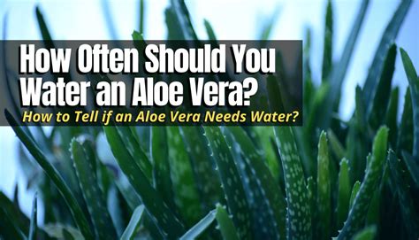 How Often Should You Water Aloe Vera? - The Backyard Pros