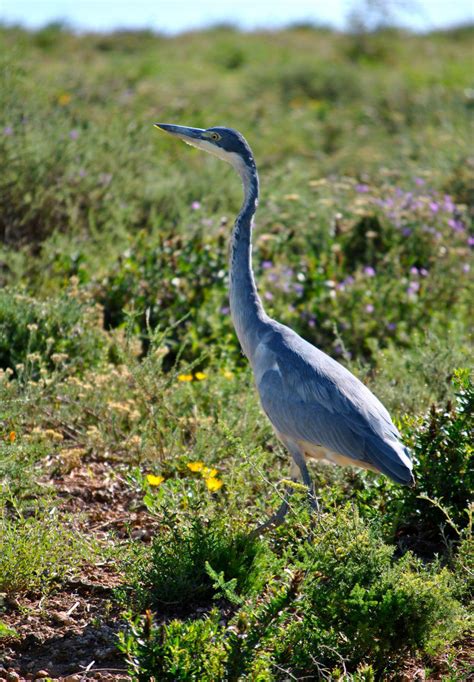 Blue Crane (grus paradisea), South Africa's national bird [OC] [1112 x ...