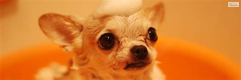 Teacup Chihuahua – Top Facts & A Complete Guide