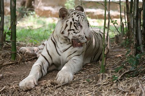 File:White tiger bangalore.jpg - Wikipedia