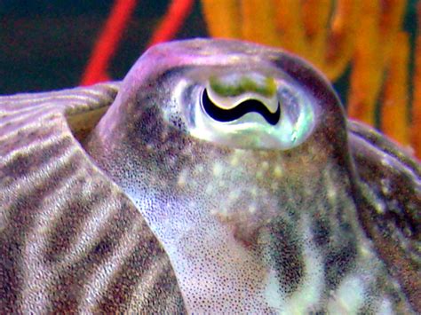 File:Cuttlefish eye.jpg - Wikimedia Commons