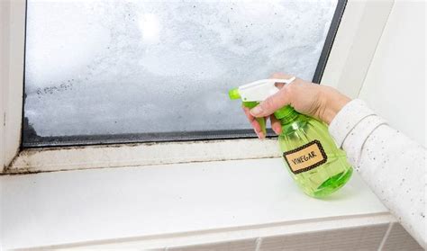 Does Vinegar Kill Mould and Mildew? | Bond Cleaning Newcastle