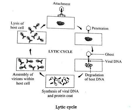 Lytic Cycle Diagram 5 Steps