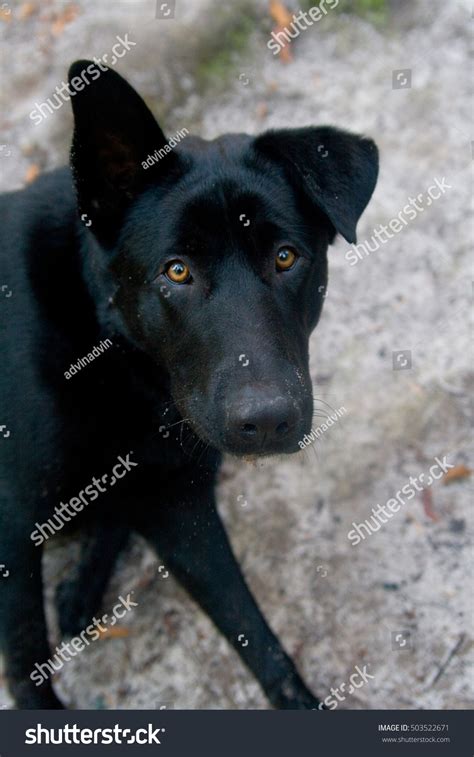 Black Dog Smart Yellow Eyes Stock Photo 503522671 | Shutterstock