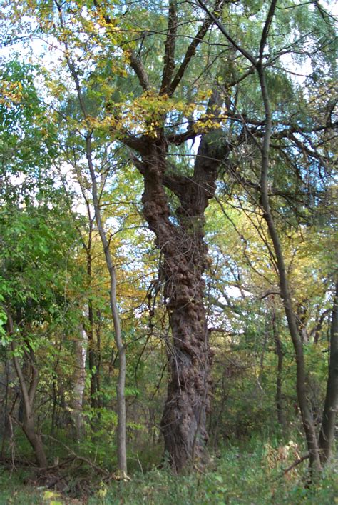 huge black willow