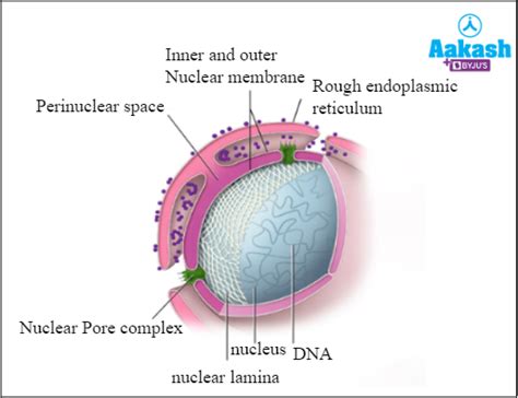 40+ Nuclear Membrane Diagram - SeylinaDevlyn