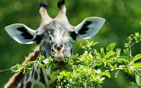 19 Giraffe eating | Jirafas