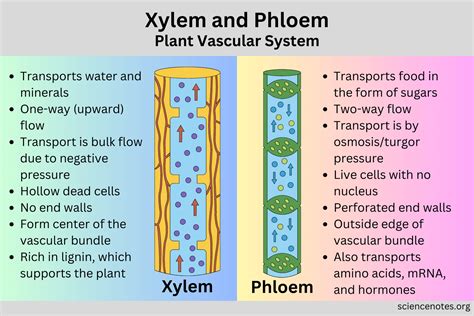 Xylem and Phloem - Plant Vascular System