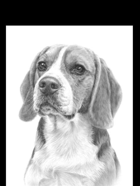 63+ Pencil Beagle Dog Drawing - l2sanpiero