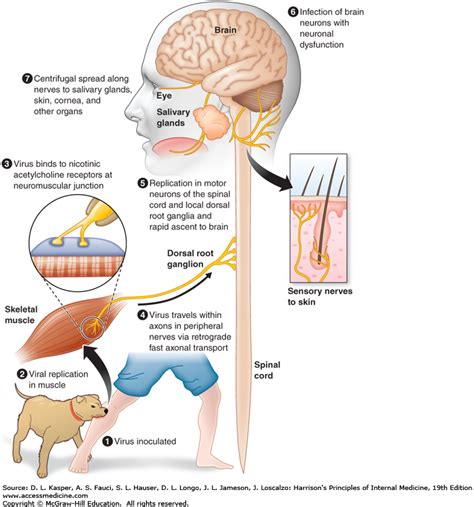 Search | AccessMedicine | McGraw-Hill Medical