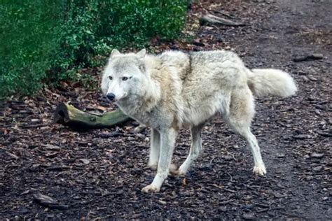 Worlds Largest Wolf Ever Recorded