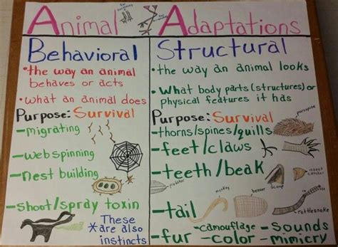 List Of Adaptations In Animals