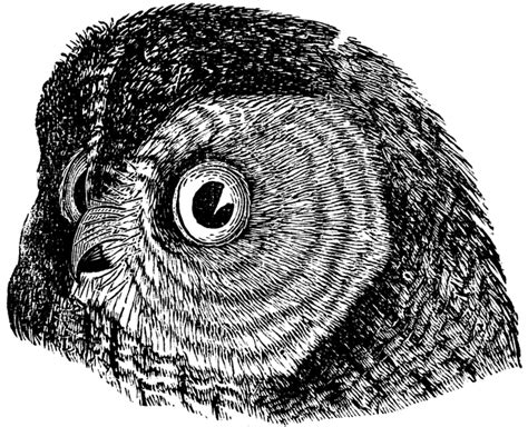 Barred Owl | ClipArt ETC