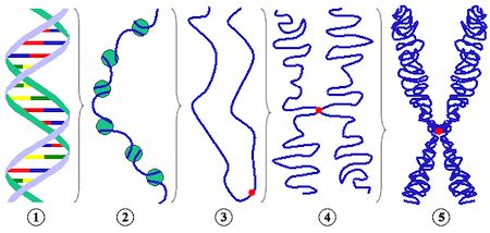 Chromosome Function, Types & Purpose - Video & Lesson Transcript ...