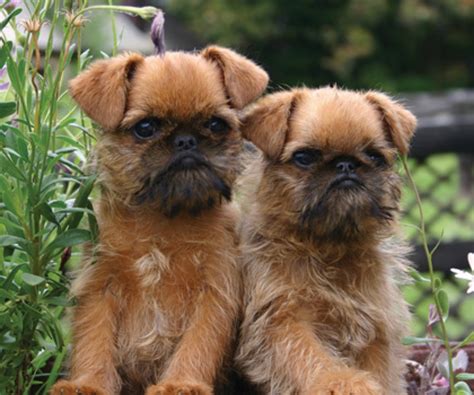 Belgian Griffon vs Yorkshire Terrier - Breed Comparison