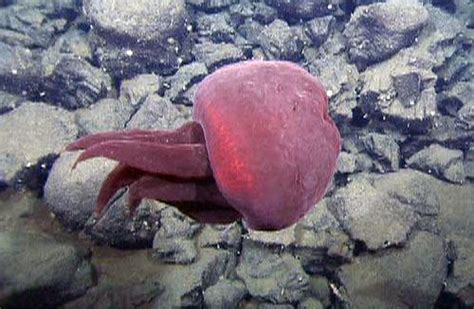 Big Red jellyfish, Tiburonia granrojo | Oceans of the world, Sea and ...