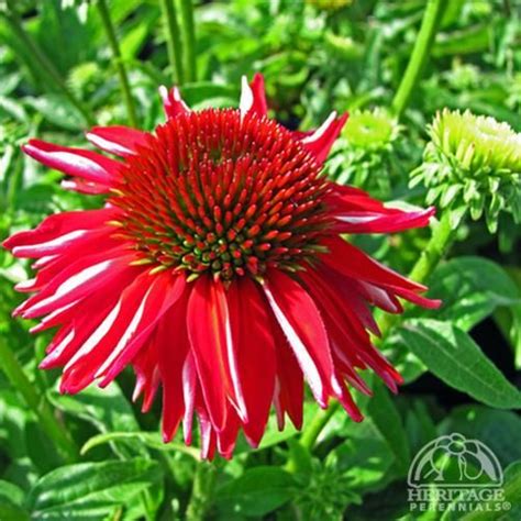 Echinacea X purpureaÂ Sombreroâ„¢ Salsa Red | Garden flower beds, Salsa ...