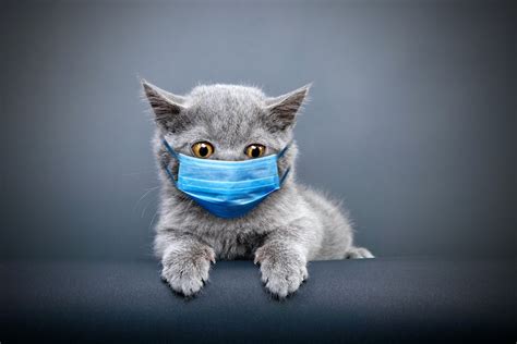 How do cats get coronavirus? The BCCDC needs help. - Vancouver Is Awesome