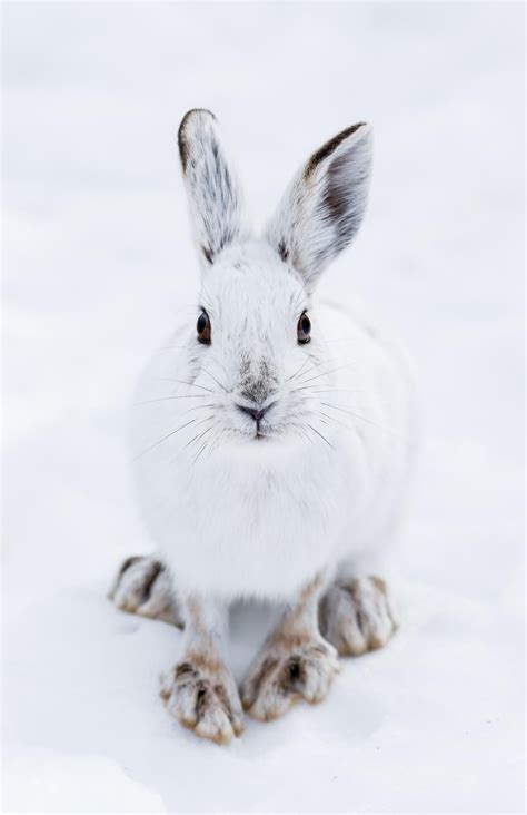 Little White Hare | Cute animals, Animals, Arctic animals