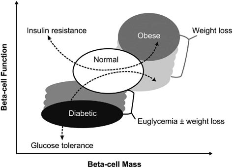 Schematic of beta-cell function versus beta-cell mass in normal ...